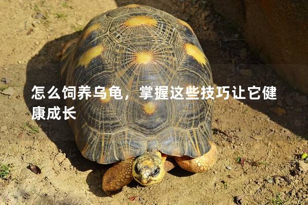 怎么饲养乌龟，掌握这些技巧让它健康成长