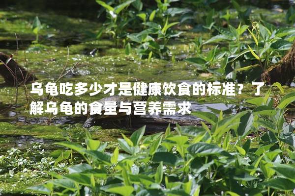 乌龟吃多少才是健康饮食的标准？了解乌龟的食量与营养需求