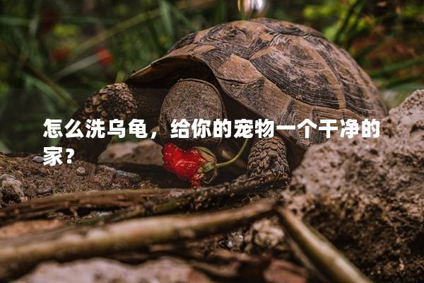 怎么洗乌龟，给你的宠物一个干净的家？