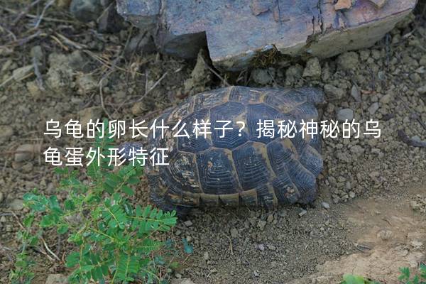 乌龟的卵长什么样子？揭秘神秘的乌龟蛋外形特征