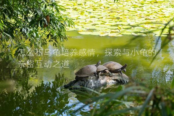 怎么和乌龟培养感情，探索与小龟的亲密互动之道