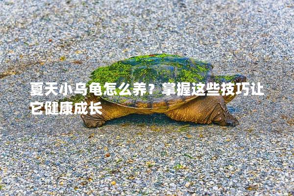 夏天小乌龟怎么养？掌握这些技巧让它健康成长