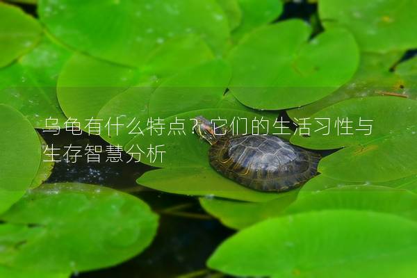 乌龟有什么特点？它们的生活习性与生存智慧分析