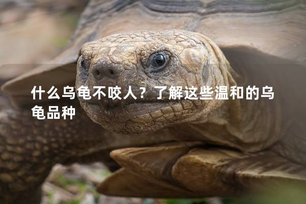 什么乌龟不咬人？了解这些温和的乌龟品种