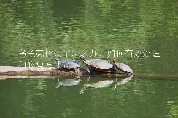 乌龟壳摔裂了怎么办，如何有效处理和修复方法？