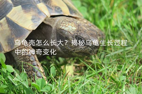乌龟壳怎么长大？揭秘乌龟生长过程中的神奇变化