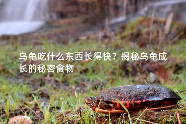 乌龟吃什么东西长得快？揭秘乌龟成长的秘密食物