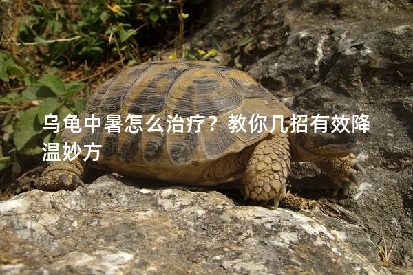 乌龟中暑怎么治疗？教你几招有效降温妙方