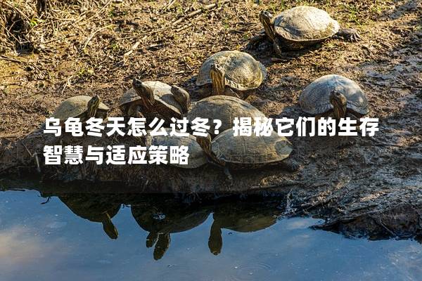 乌龟冬天怎么过冬？揭秘它们的生存智慧与适应策略