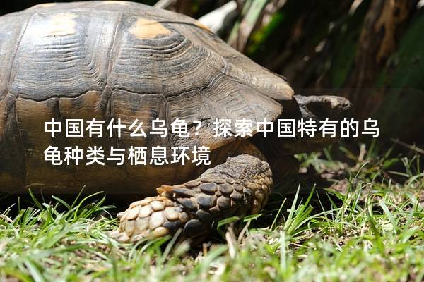 中国有什么乌龟？探索中国特有的乌龟种类与栖息环境
