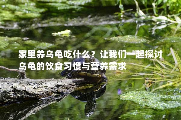 家里养乌龟吃什么？让我们一起探讨乌龟的饮食习惯与营养需求