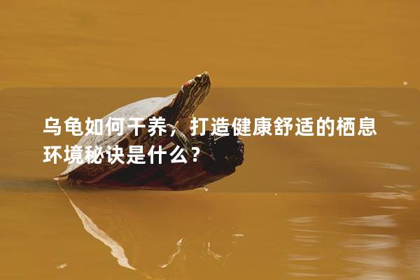 乌龟如何干养，打造健康舒适的栖息环境秘诀是什么？