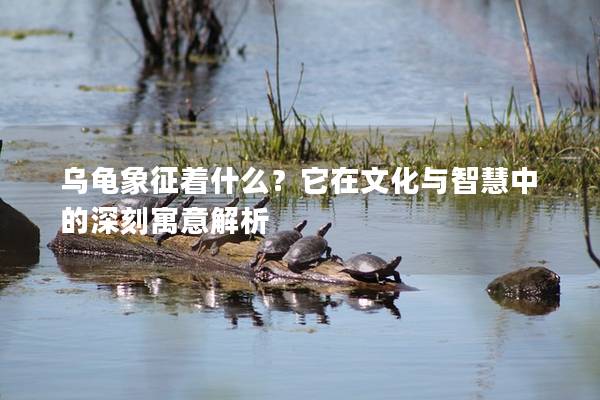 乌龟象征着什么？它在文化与智慧中的深刻寓意解析