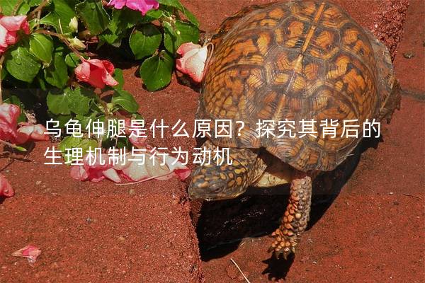 乌龟伸腿是什么原因？探究其背后的生理机制与行为动机