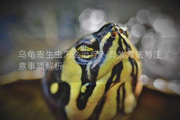 乌龟寄生虫怎么治疗？有效方法与注意事项解析