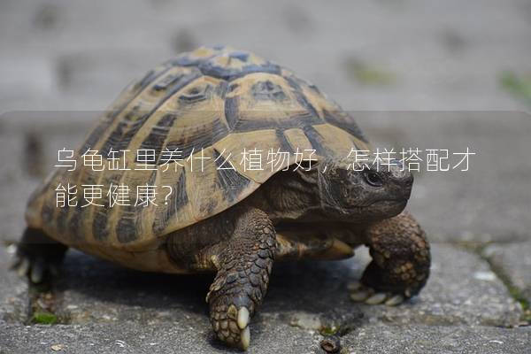 乌龟缸里养什么植物好，怎样搭配才能更健康？