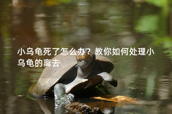 小乌龟死了怎么办？教你如何处理小乌龟的离去