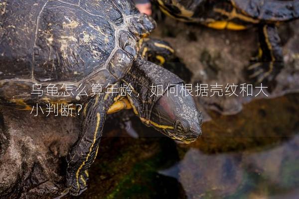 乌龟怎么算年龄，如何根据壳纹和大小判断？