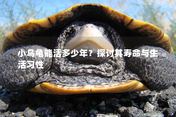 小乌龟能活多少年？探讨其寿命与生活习性