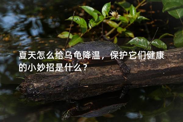 夏天怎么给乌龟降温，保护它们健康的小妙招是什么？