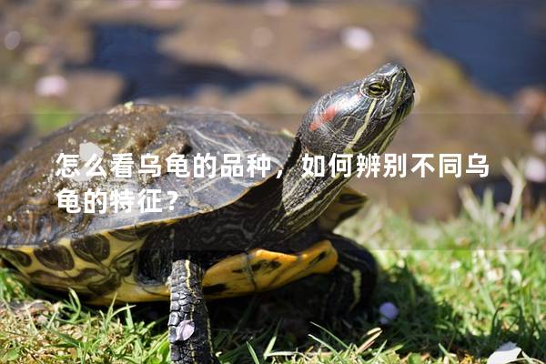 怎么看乌龟的品种，如何辨别不同乌龟的特征？