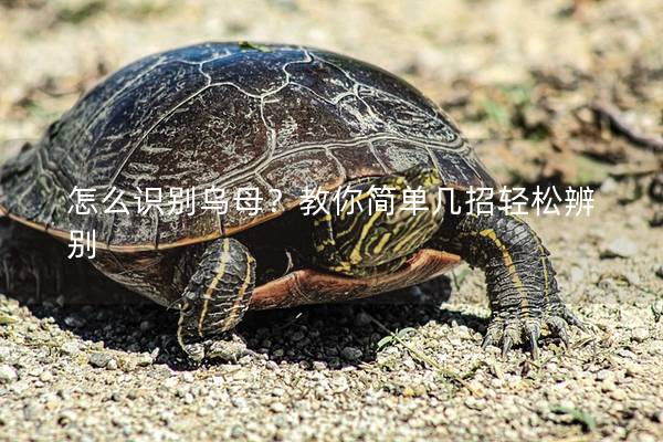 怎么识别乌母？教你简单几招轻松辨别