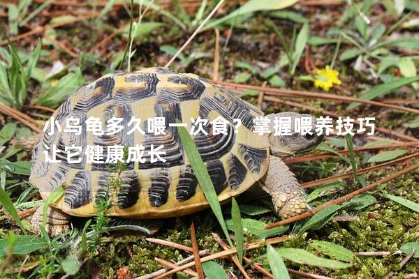 小乌龟多久喂一次食？掌握喂养技巧让它健康成长