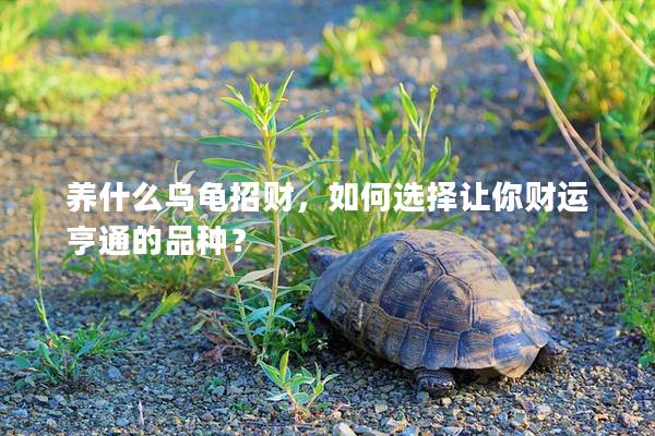 养什么乌龟招财，如何选择让你财运亨通的品种？