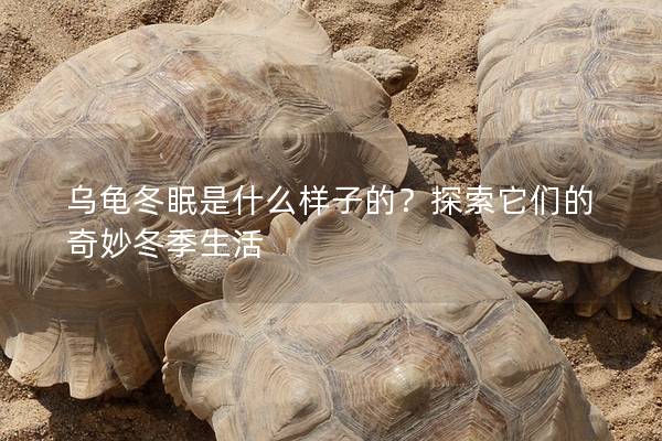 乌龟冬眠是什么样子的？探索它们的奇妙冬季生活