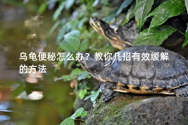 乌龟便秘怎么办？教你几招有效缓解的方法