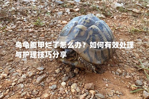 乌龟腹甲烂了怎么办？如何有效处理与护理技巧分享