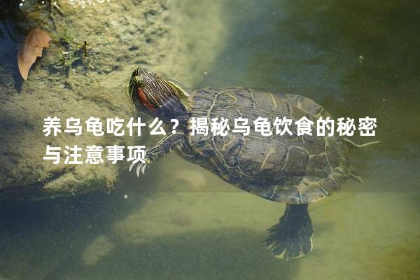 养乌龟吃什么？揭秘乌龟饮食的秘密与注意事项