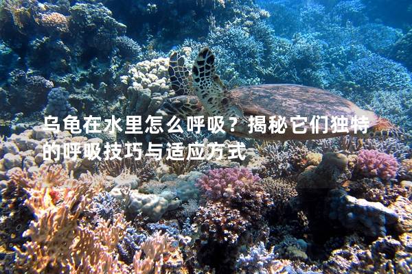 乌龟在水里怎么呼吸？揭秘它们独特的呼吸技巧与适应方式