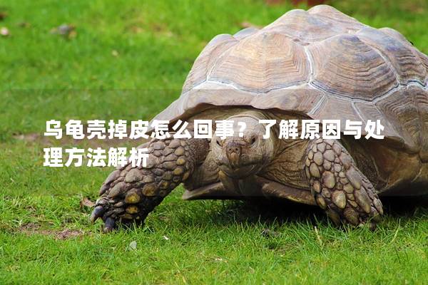 乌龟壳掉皮怎么回事？了解原因与处理方法解析