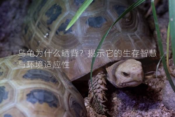 乌龟为什么晒背？揭示它的生存智慧与环境适应性