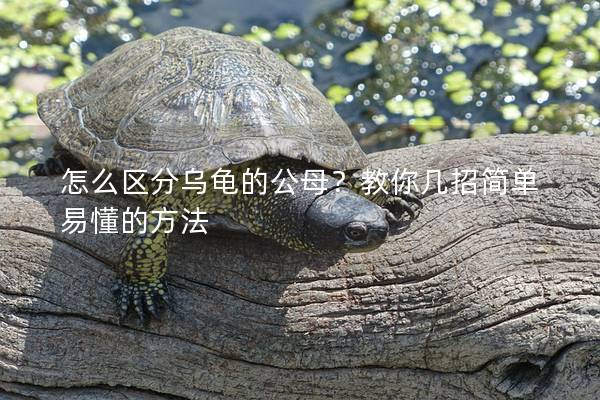 怎么区分乌龟的公母？教你几招简单易懂的方法