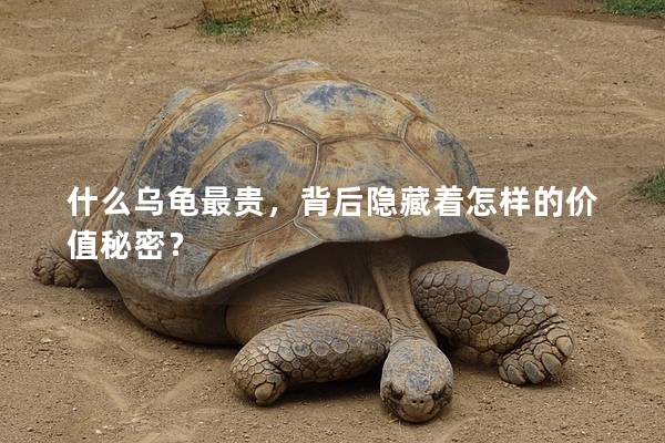 什么乌龟最贵，背后隐藏着怎样的价值秘密？