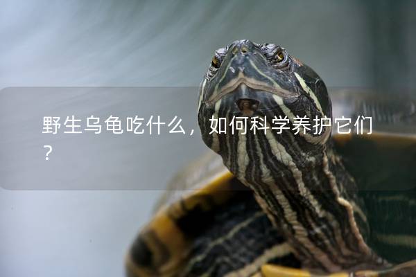 野生乌龟吃什么，如何科学养护它们？