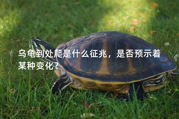 乌龟到处爬是什么征兆，是否预示着某种变化？