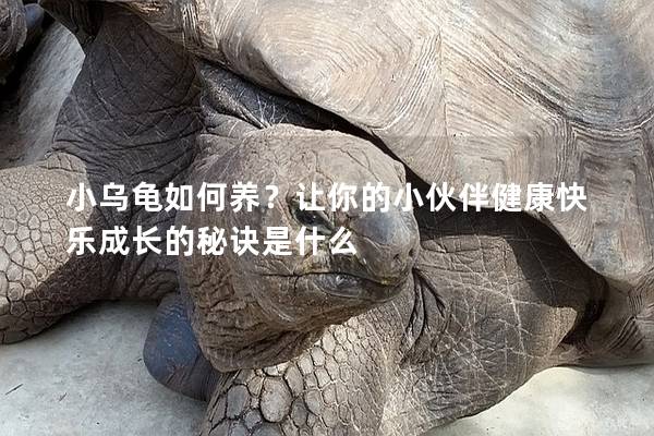小乌龟如何养？让你的小伙伴健康快乐成长的秘诀是什么