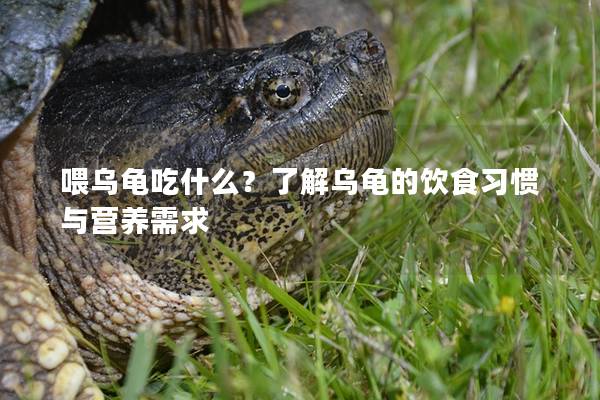 喂乌龟吃什么？了解乌龟的饮食习惯与营养需求