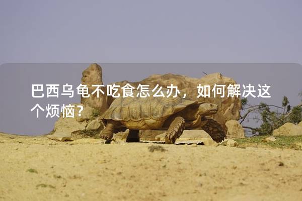 巴西乌龟不吃食怎么办，如何解决这个烦恼？