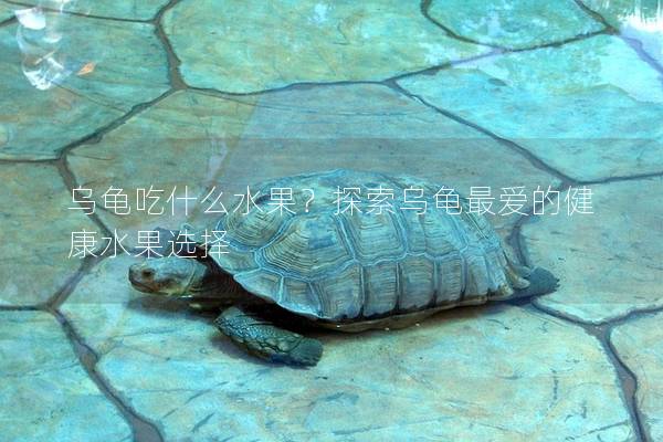 乌龟吃什么水果？探索乌龟最爱的健康水果选择