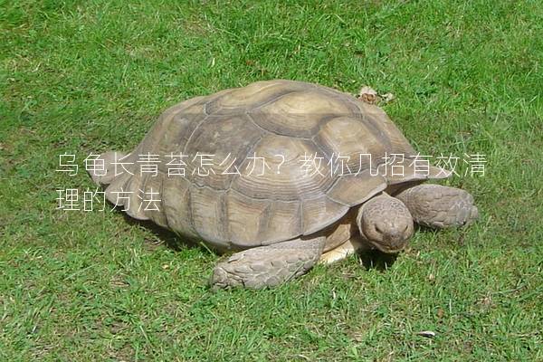 乌龟长青苔怎么办？教你几招有效清理的方法