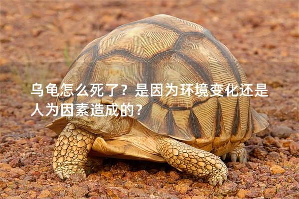 乌龟怎么死了？是因为环境变化还是人为因素造成的？