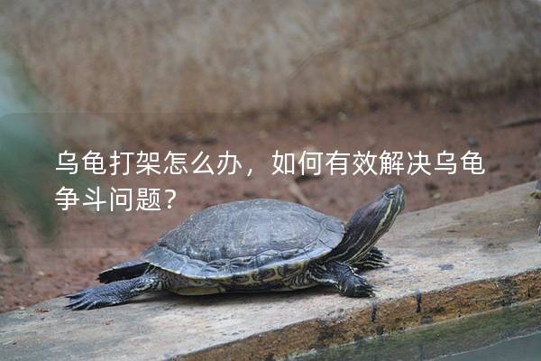 乌龟打架怎么办，如何有效解决乌龟争斗问题？