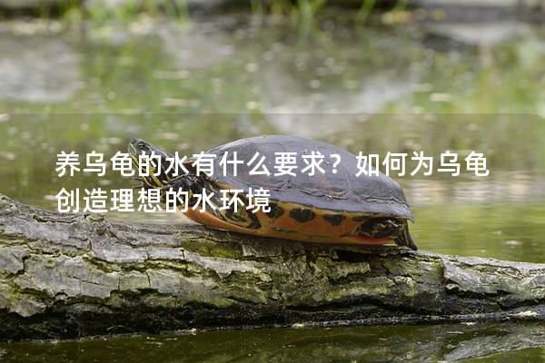 养乌龟的水有什么要求？如何为乌龟创造理想的水环境