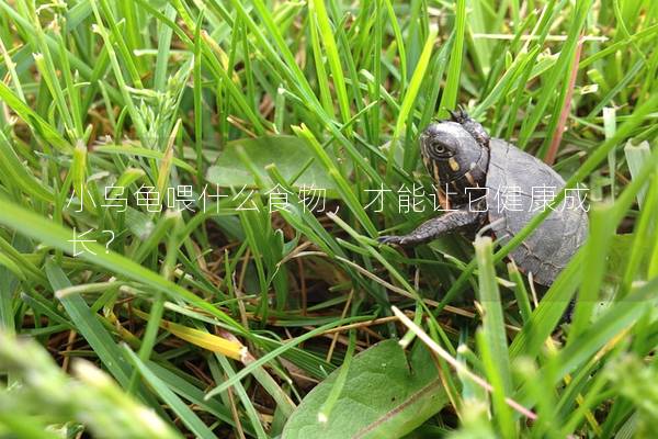 小乌龟喂什么食物，才能让它健康成长？