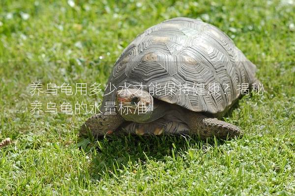 养乌龟用多少水才能保持健康？揭秘养乌龟的水量标准