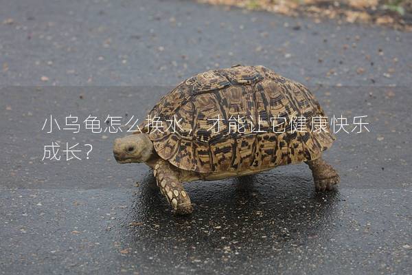 小乌龟怎么换水，才能让它健康快乐成长？